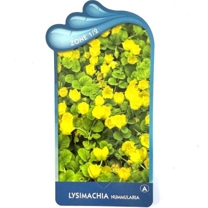 Lysimachia nummularia