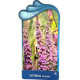 Lythrum salicaria