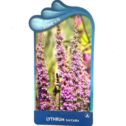 Lythrum salicaria