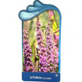 Lythrum salicaria