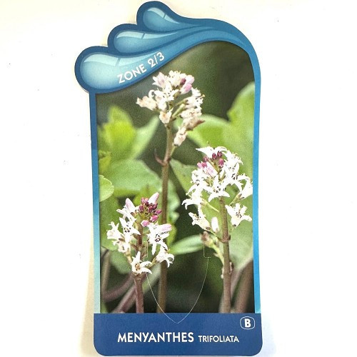 Menyanthes trifoliata