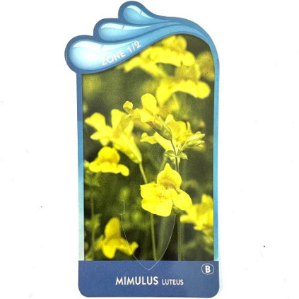 Mimulus luteus