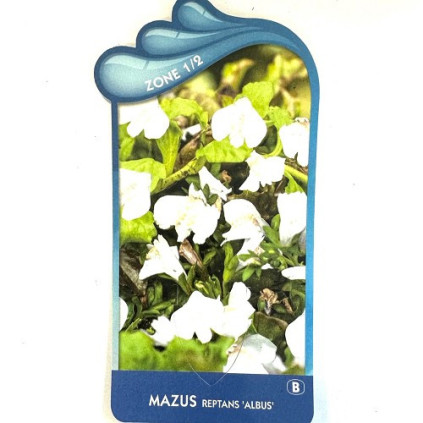 Mazus reptans 'Albus'