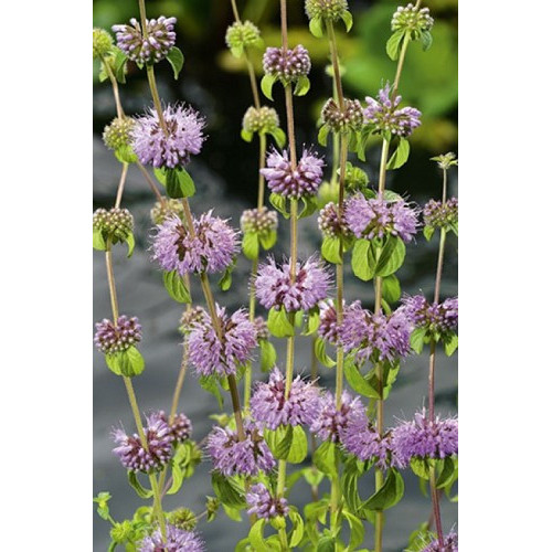 Mentha pulegium