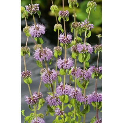 Mentha pulegium
