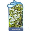 Myosotis palustris