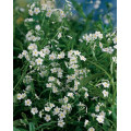 Myosotis palustris 'Ice pearl'