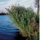 Phragmites australis