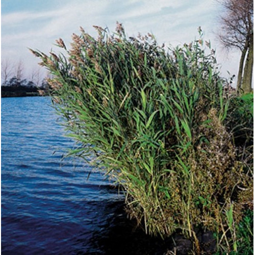 Phragmites australis