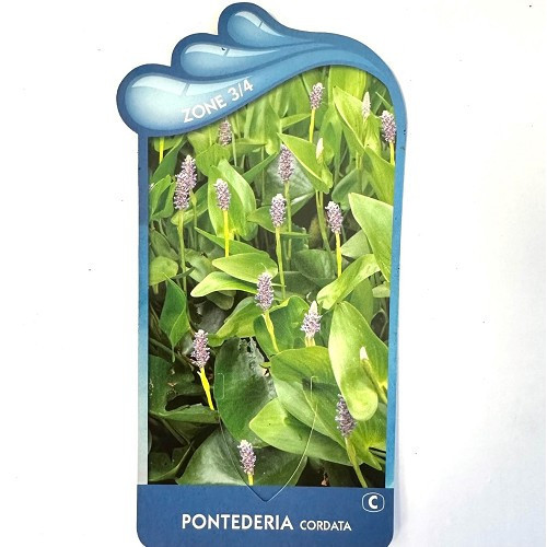 Pontederia cordata