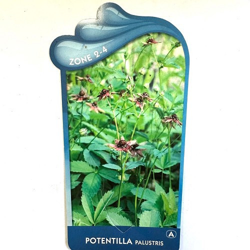 Potentilla palustris