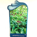Potentilla palustris