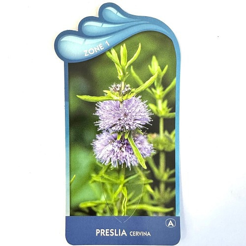 Preslia cervina