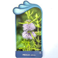 Preslia cervina