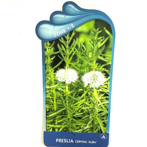 Preslia cervina 'Alba'