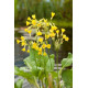 Primula florindae