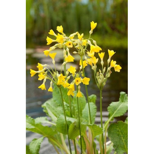 Primula florindae