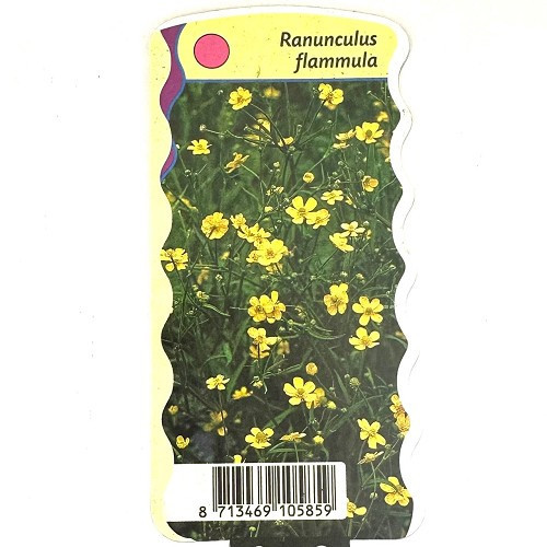Ranunculus flammula