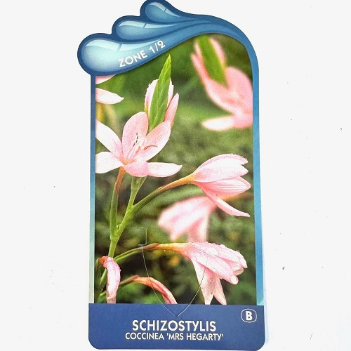 Schizostylis coccinea 'Mrs Hegarty'