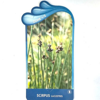 Scirpus lacustris