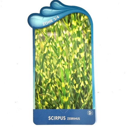 Scirpus tab. 'Zebrinus'