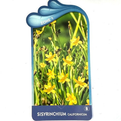 Sisyrinchium californicum