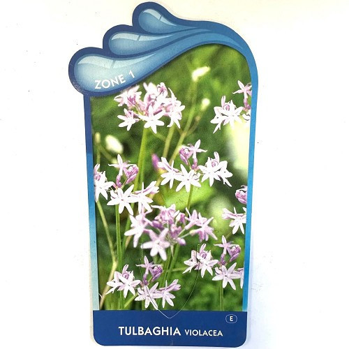 Thulbachia violacea