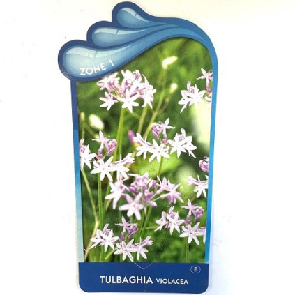 Thulbachia violacea