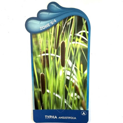 Typha angustifolia
