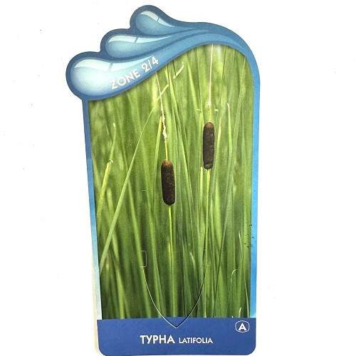 Typha latifolia