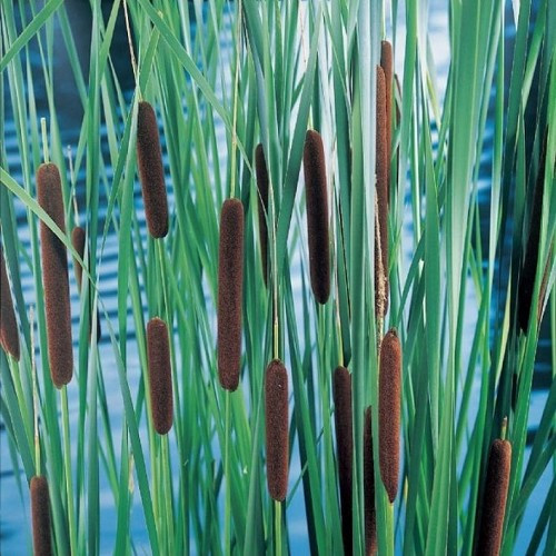 Typha laxxxmannii