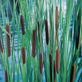 Typha laxxxmannii