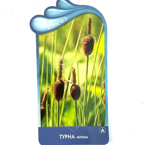 Typha minima