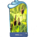 Typha minima