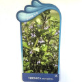 Veronica beccabunga